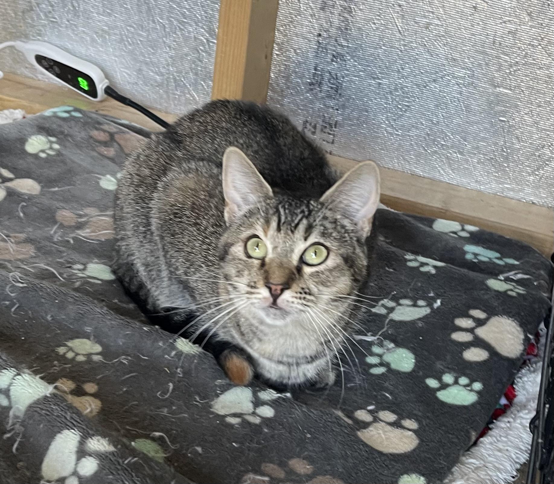 Enlarge Megumi, a Adoptable Domestic Short Hair in Richmond, VA image 3/3