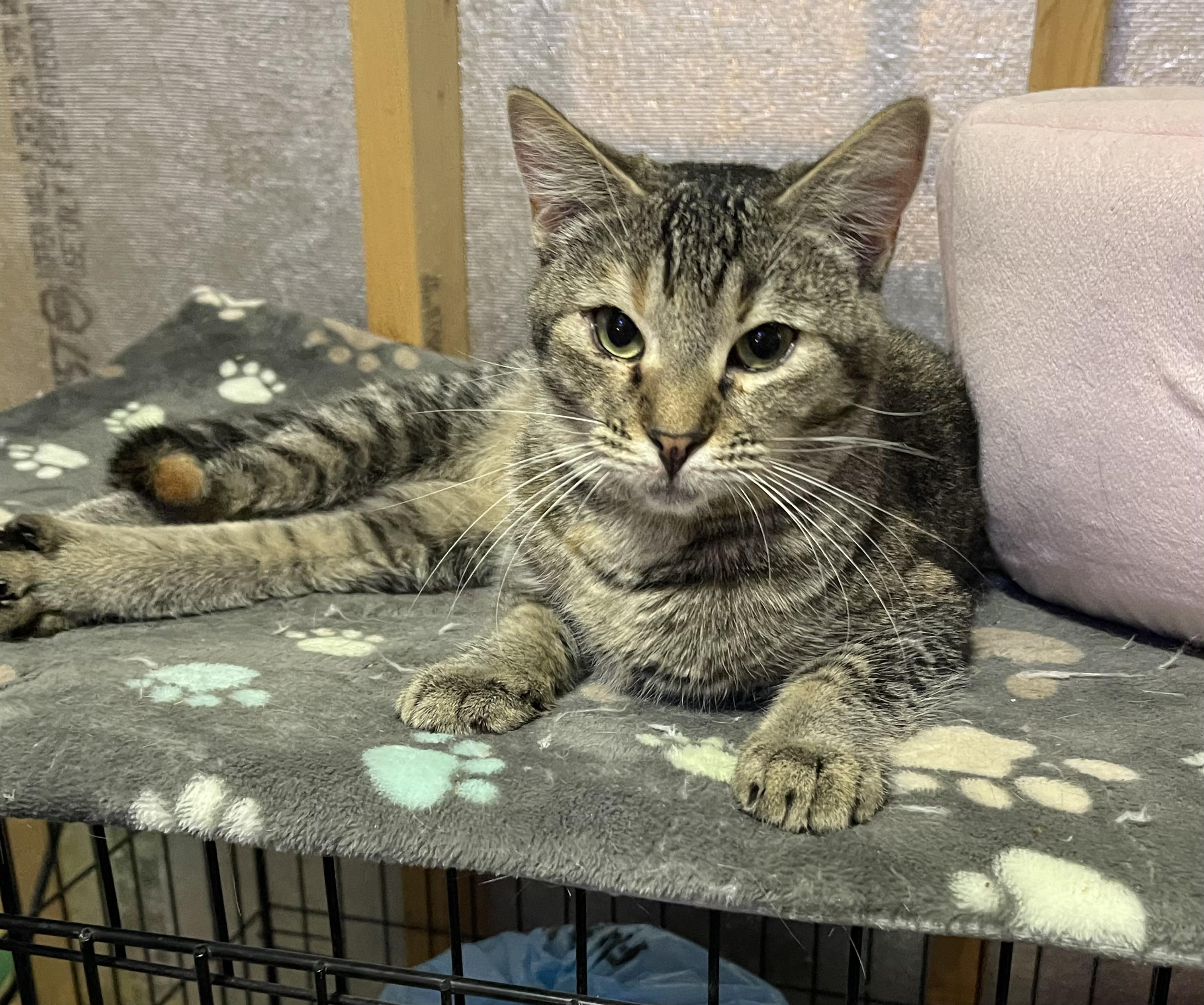 Enlarge Megumi, a Adoptable Domestic Short Hair in Richmond, VA image 2/3