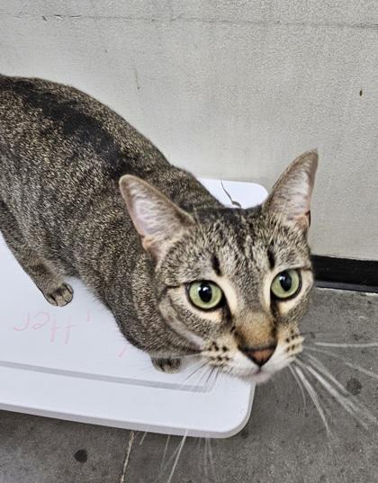 Enlarge Noodles, a Adoptable mixed breed in Fort Worth, TX image 1/2