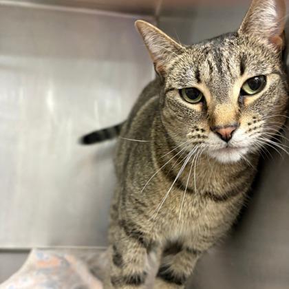 Enlarge Noodles, a Adoptable mixed breed in Fort Worth, TX image 2/2