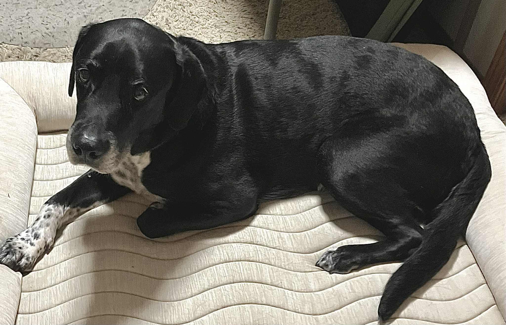 Baxter, a Adoptable Black Labrador Retriever in Whitewater, WI image 2/6