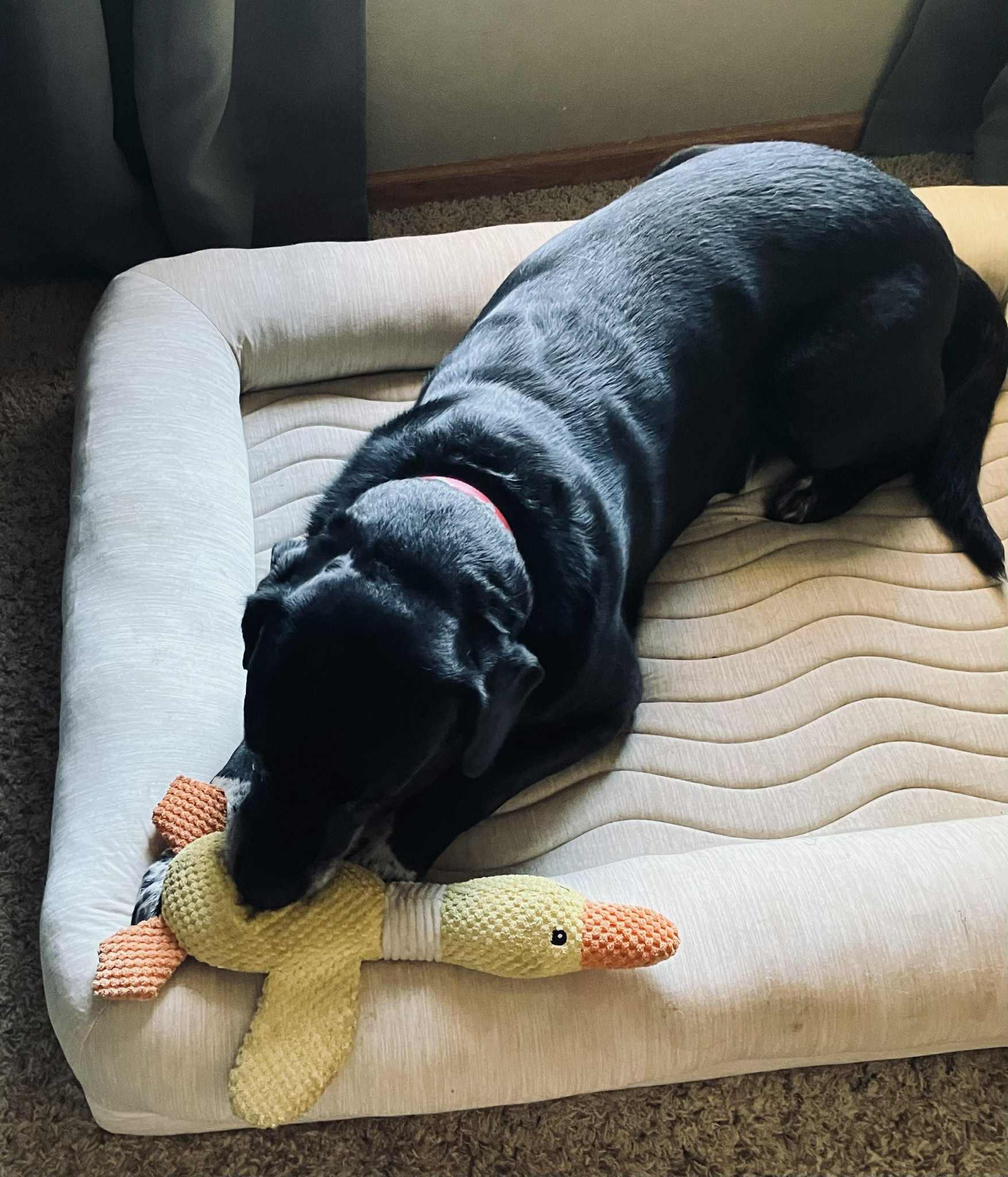 Baxter, a Adoptable Black Labrador Retriever in Whitewater, WI image 3/6