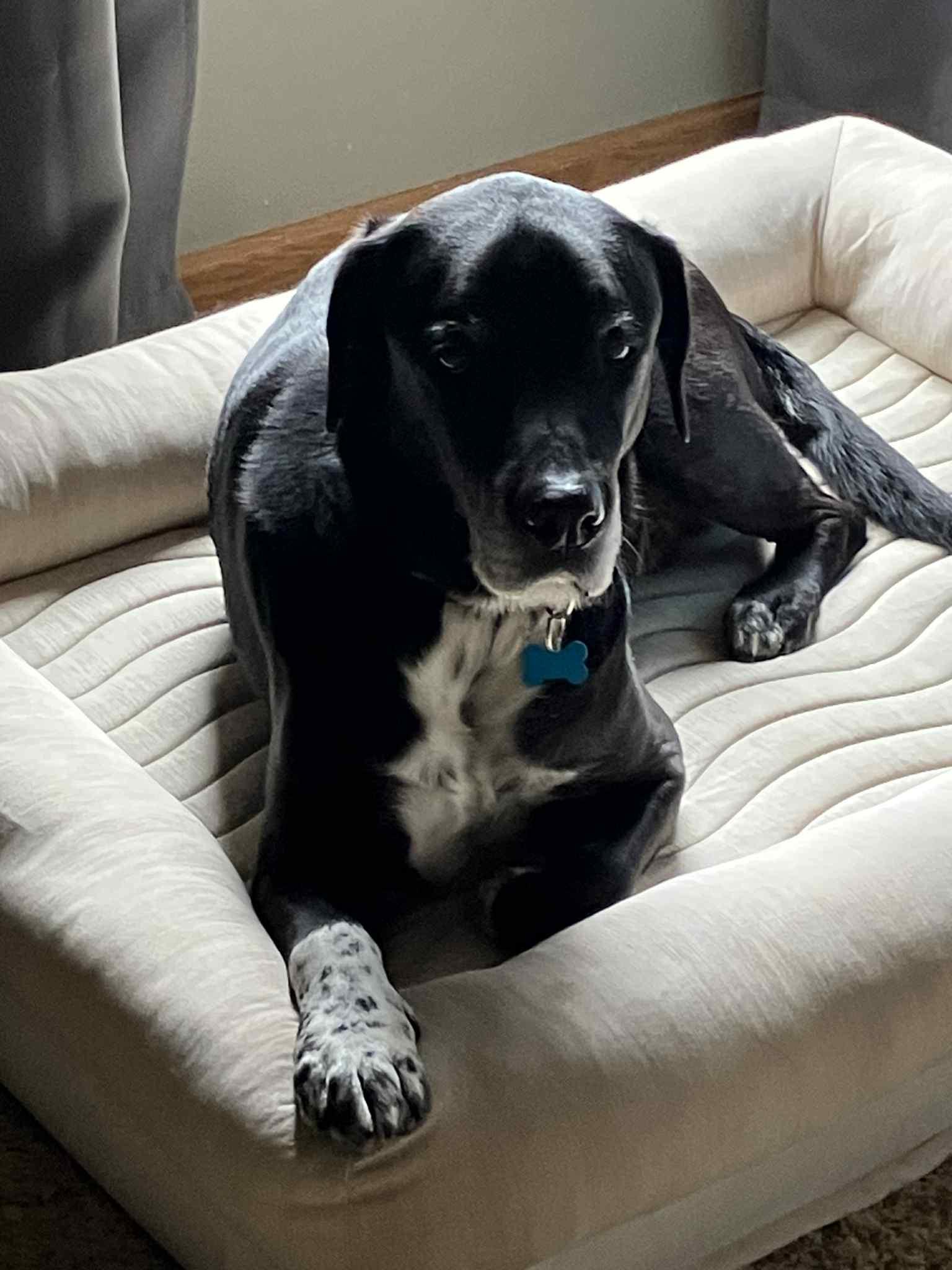 Baxter, a Adoptable Black Labrador Retriever in Whitewater, WI image 1/6