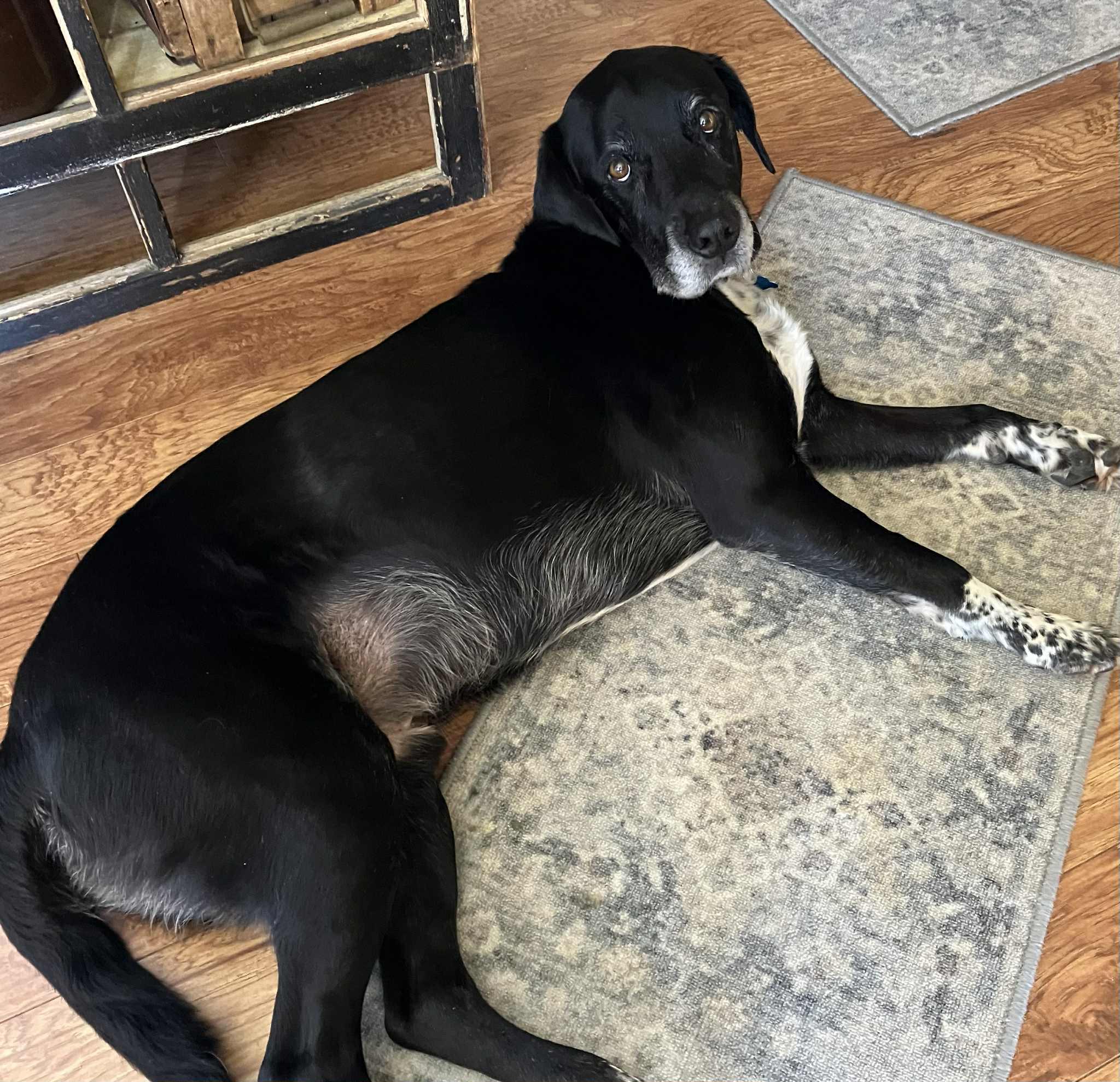 Baxter, a Adoptable Black Labrador Retriever in Whitewater, WI image 4/6