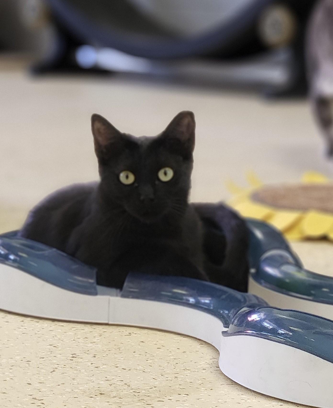 Drusilla, Adoptable, Adult Female Domestic Short Hair.