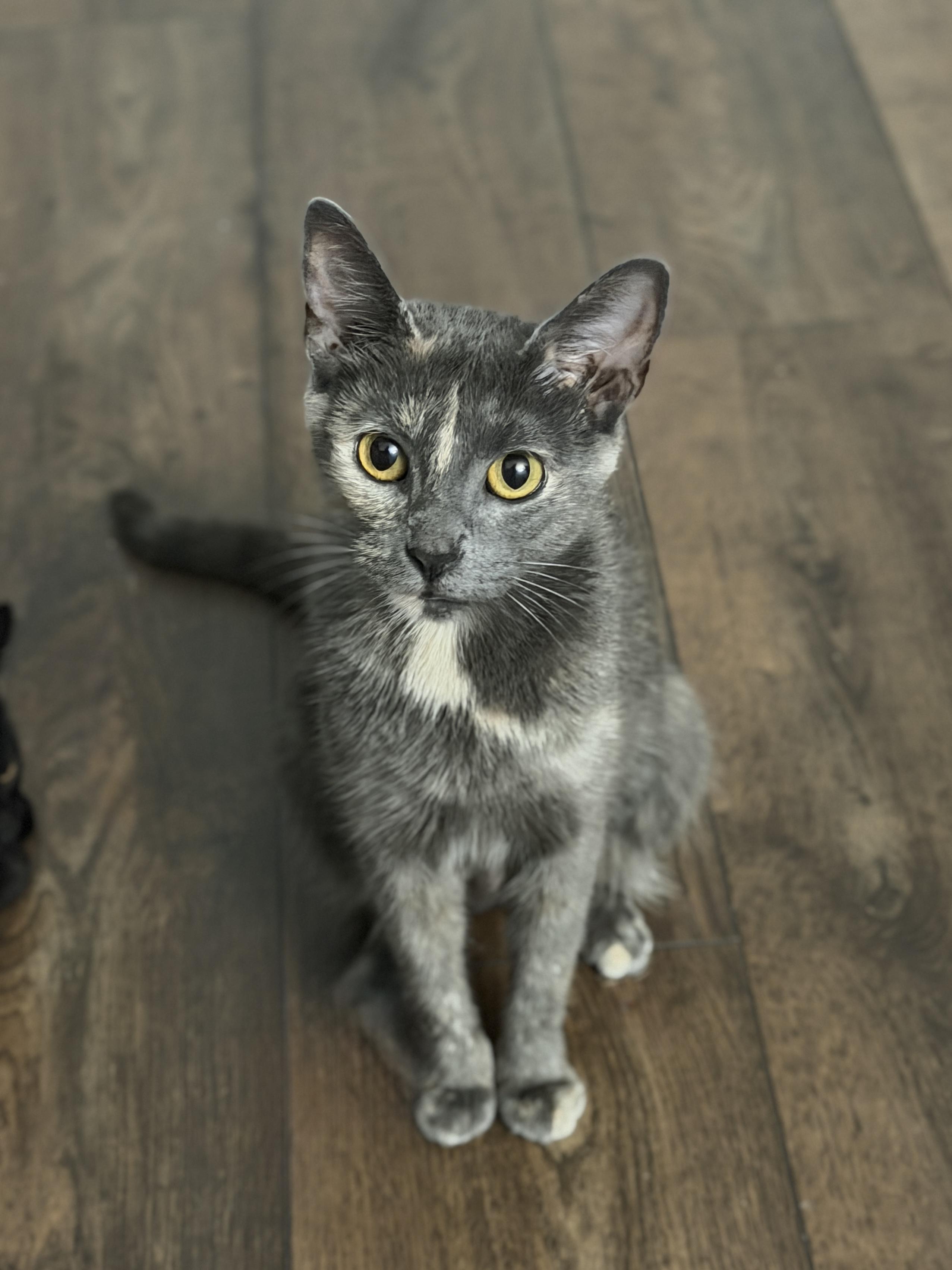 Enlarge Evelyn, an adopted mixed breed in Naperville, IL image 1/4