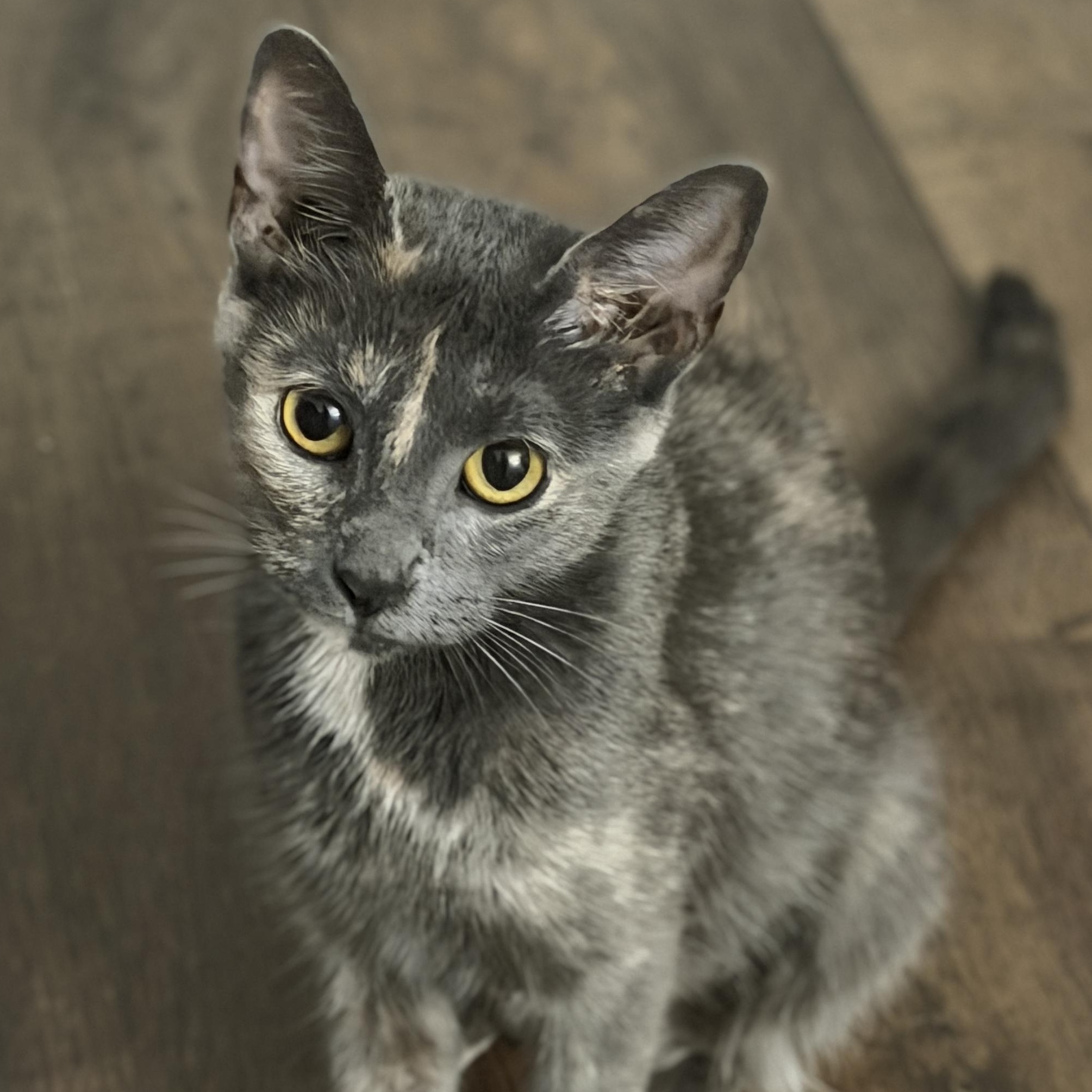 Enlarge Evelyn, an adopted mixed breed in Naperville, IL image 2/4