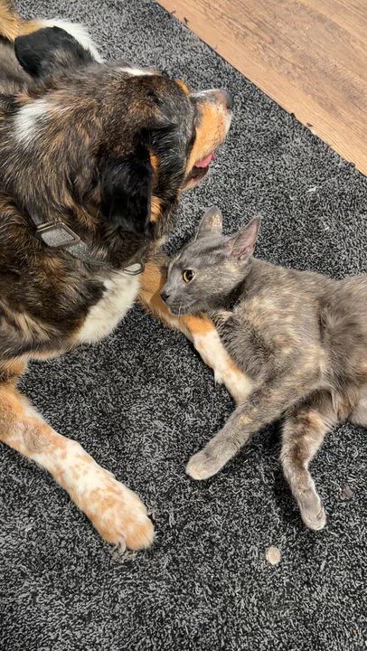 Enlarge Evelyn, an adopted mixed breed in Naperville, IL video 4/4