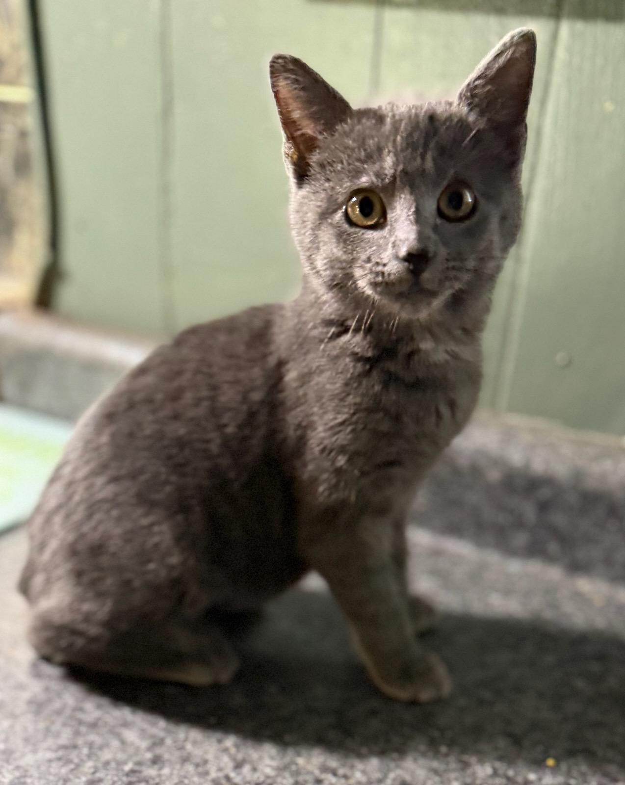 Dove, an adopted mixed breed in Columbus, IN image 2/4