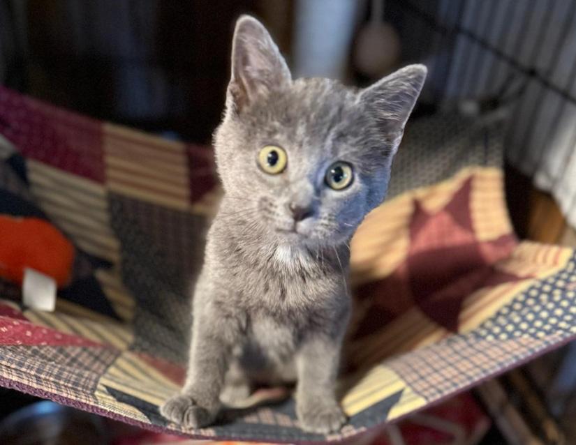 Dove, an adopted mixed breed in Columbus, IN image 3/4