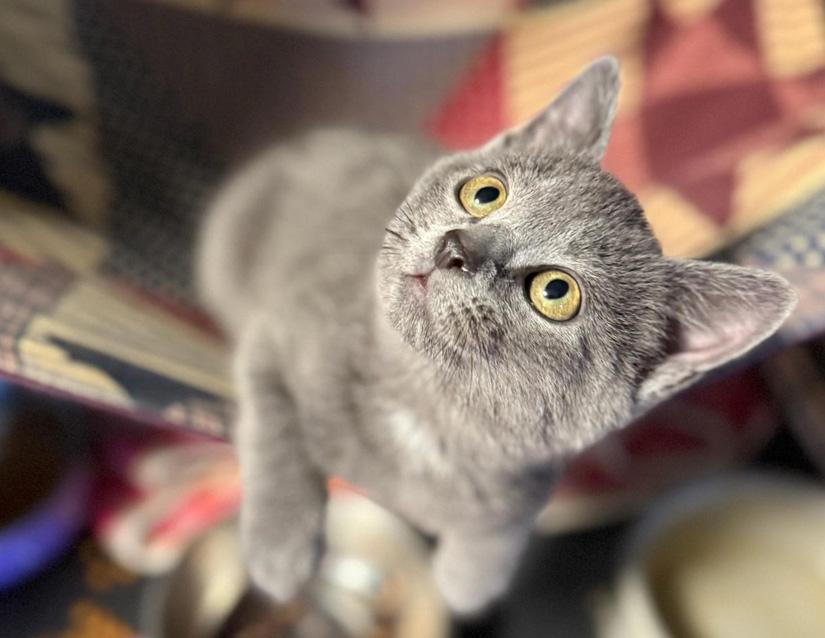 Dove, an adopted mixed breed in Columbus, IN image 1/4