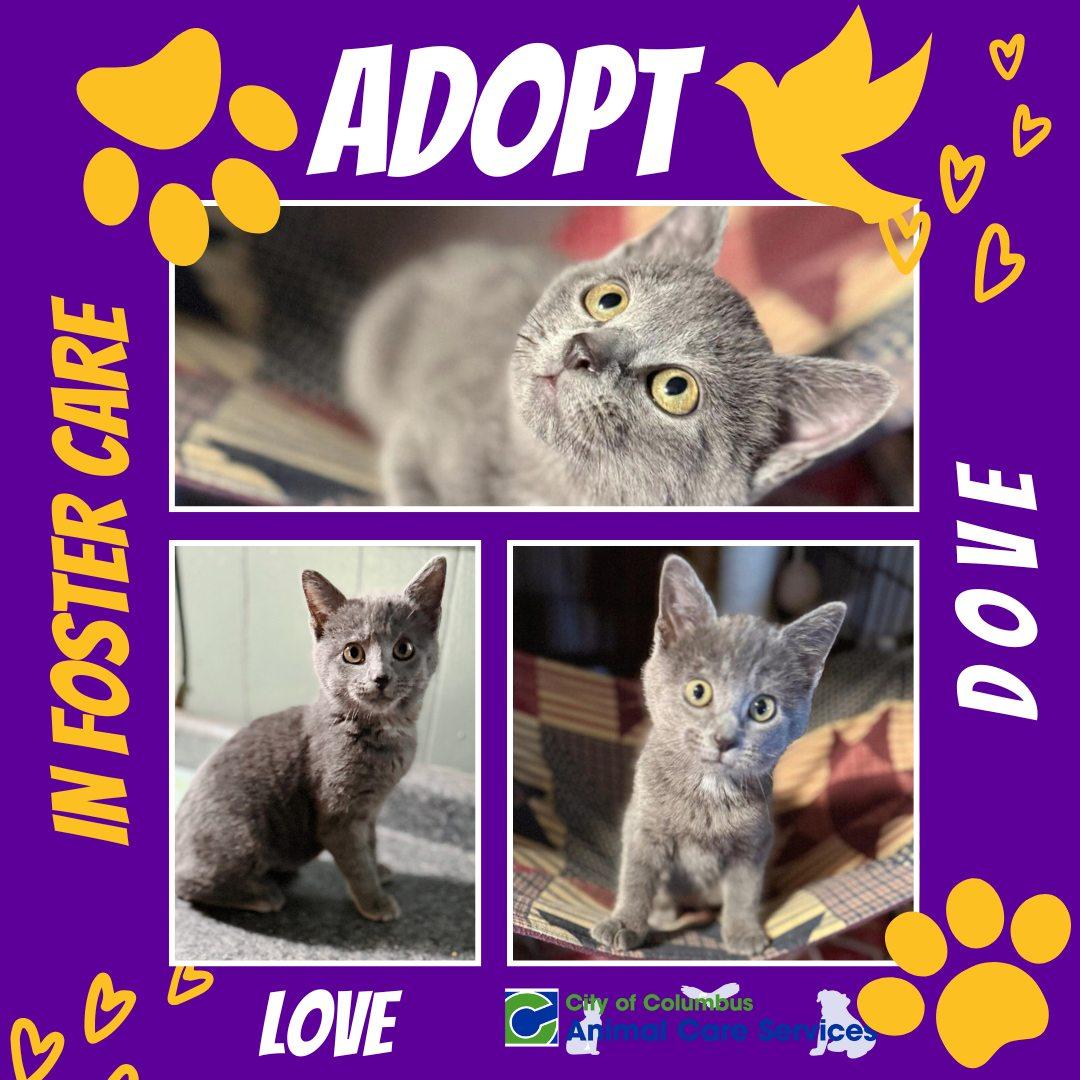 Dove, an adopted mixed breed in Columbus, IN image 4/4