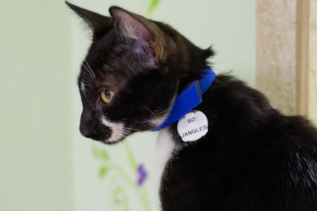 Bojangles, Adoptable, Kitten Male Domestic Short Hair.