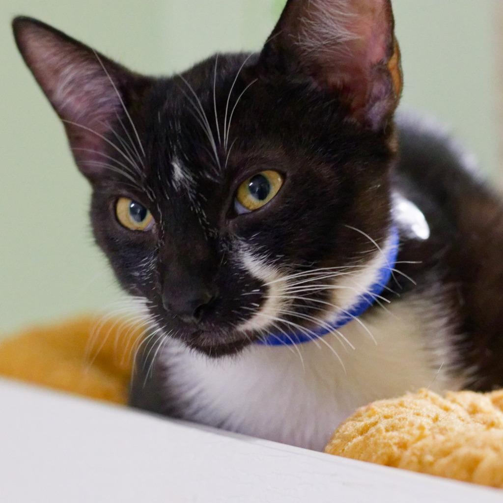 Enlarge Bojangles, a Adoptable mixed breed in Hot Springs, AR image 2/3