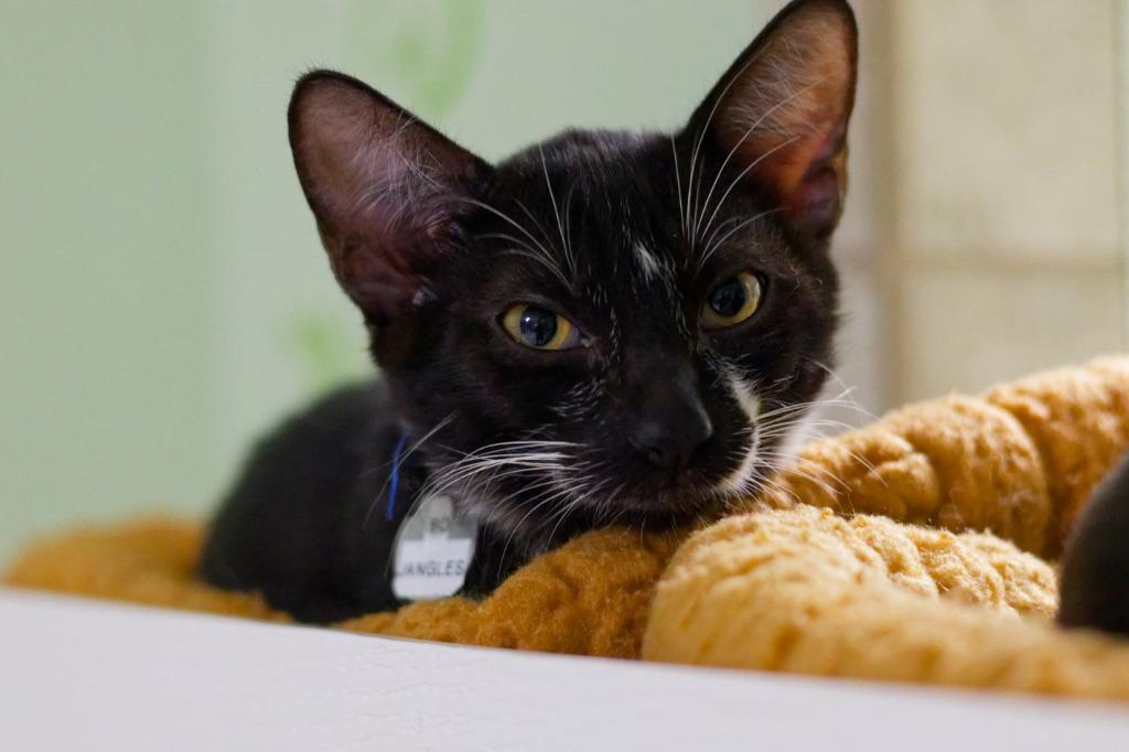 Enlarge Bojangles, a Adoptable mixed breed in Hot Springs, AR image 3/3