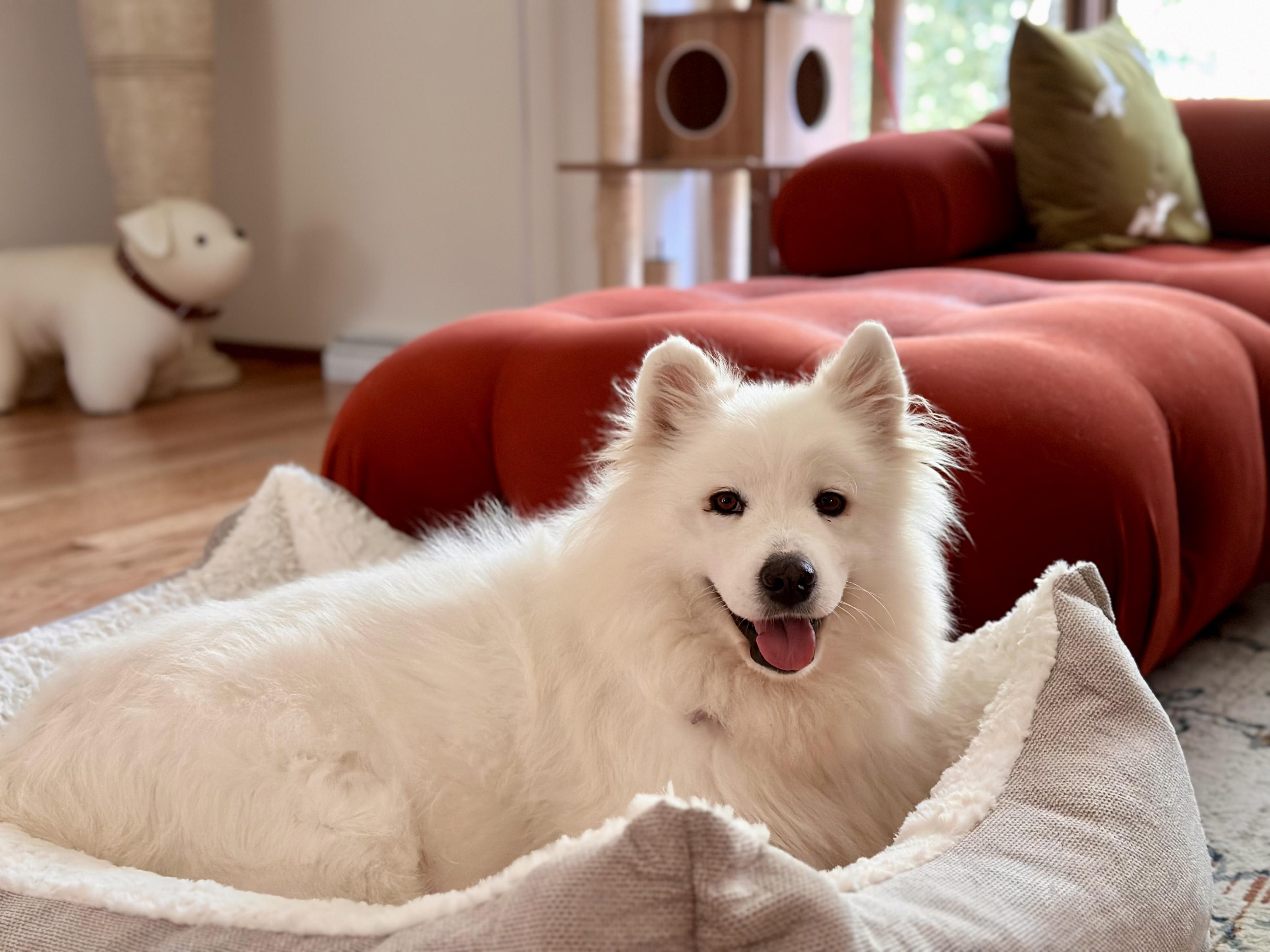 Enlarge Maizy - Medical Foster/adopt Request, a Adopted Samoyed in Madison, WI image 1/6