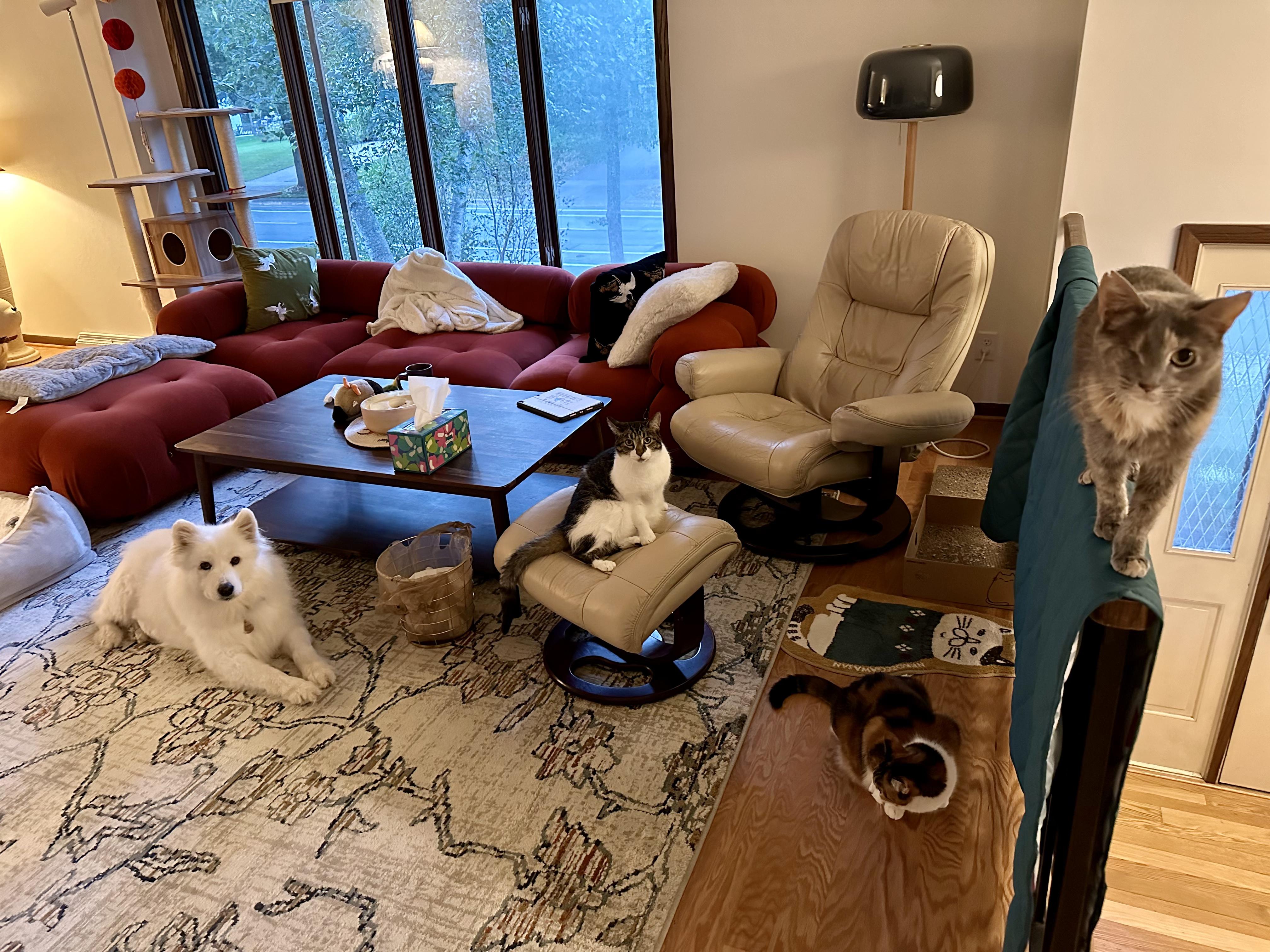 Enlarge Maizy - Medical Foster/adopt Request, a Adopted Samoyed in Madison, WI image 3/6