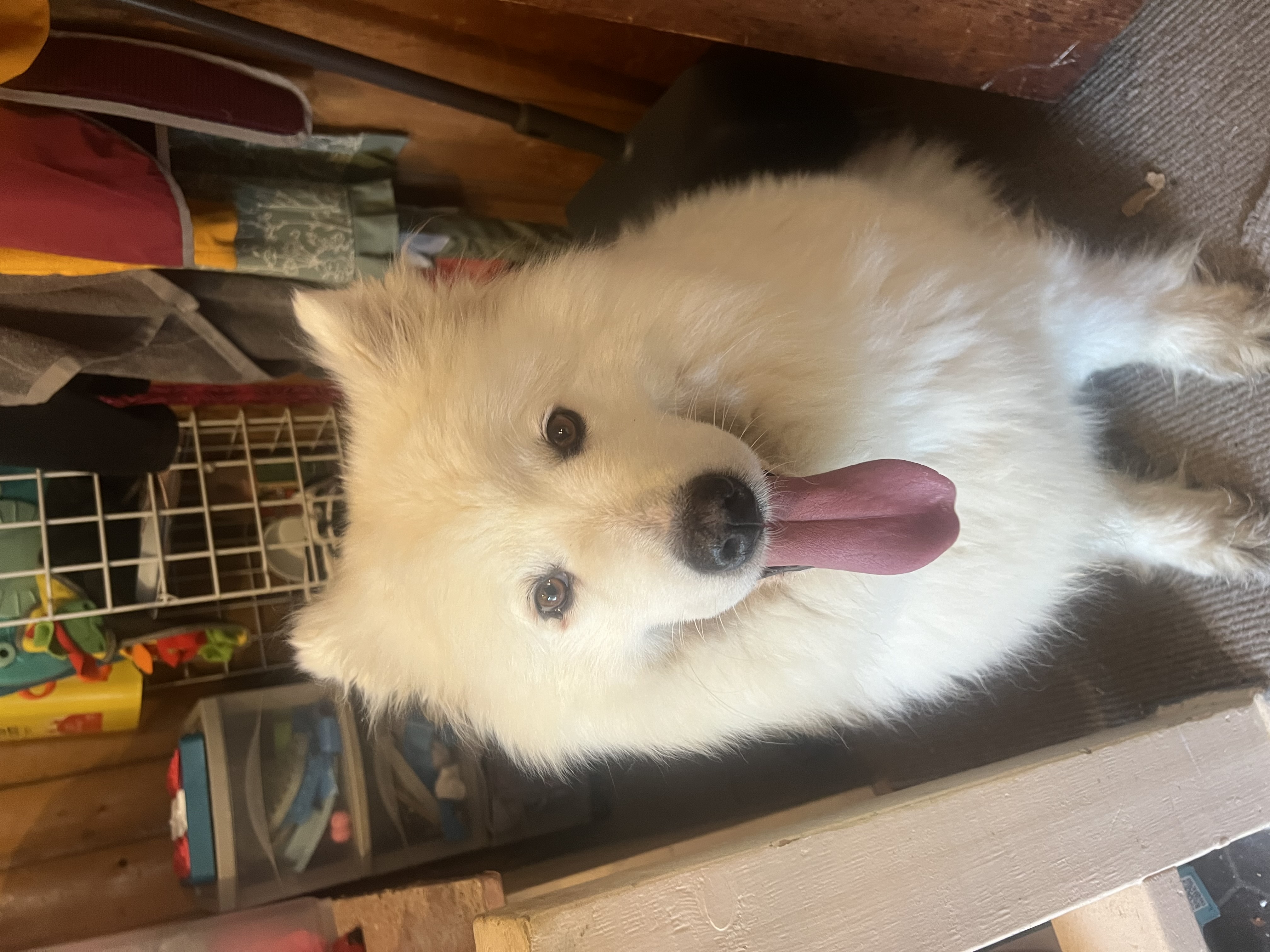 Enlarge Maizy - Medical Foster/adopt Request, a Adopted Samoyed in Madison, WI image 4/6