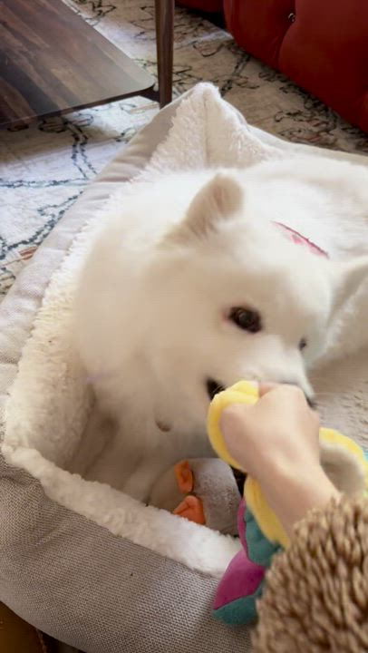 Enlarge Maizy - Medical Foster/adopt Request, a Adopted Samoyed in Madison, WI video 6/6