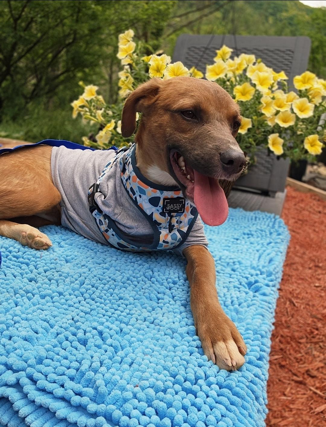Milton, adopted, Young Male Mixed Breed.