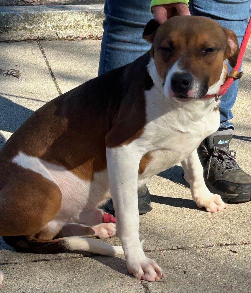 Enlarge Jericho #22, a Adoptable mixed breed in New Lexington, OH image 1/1