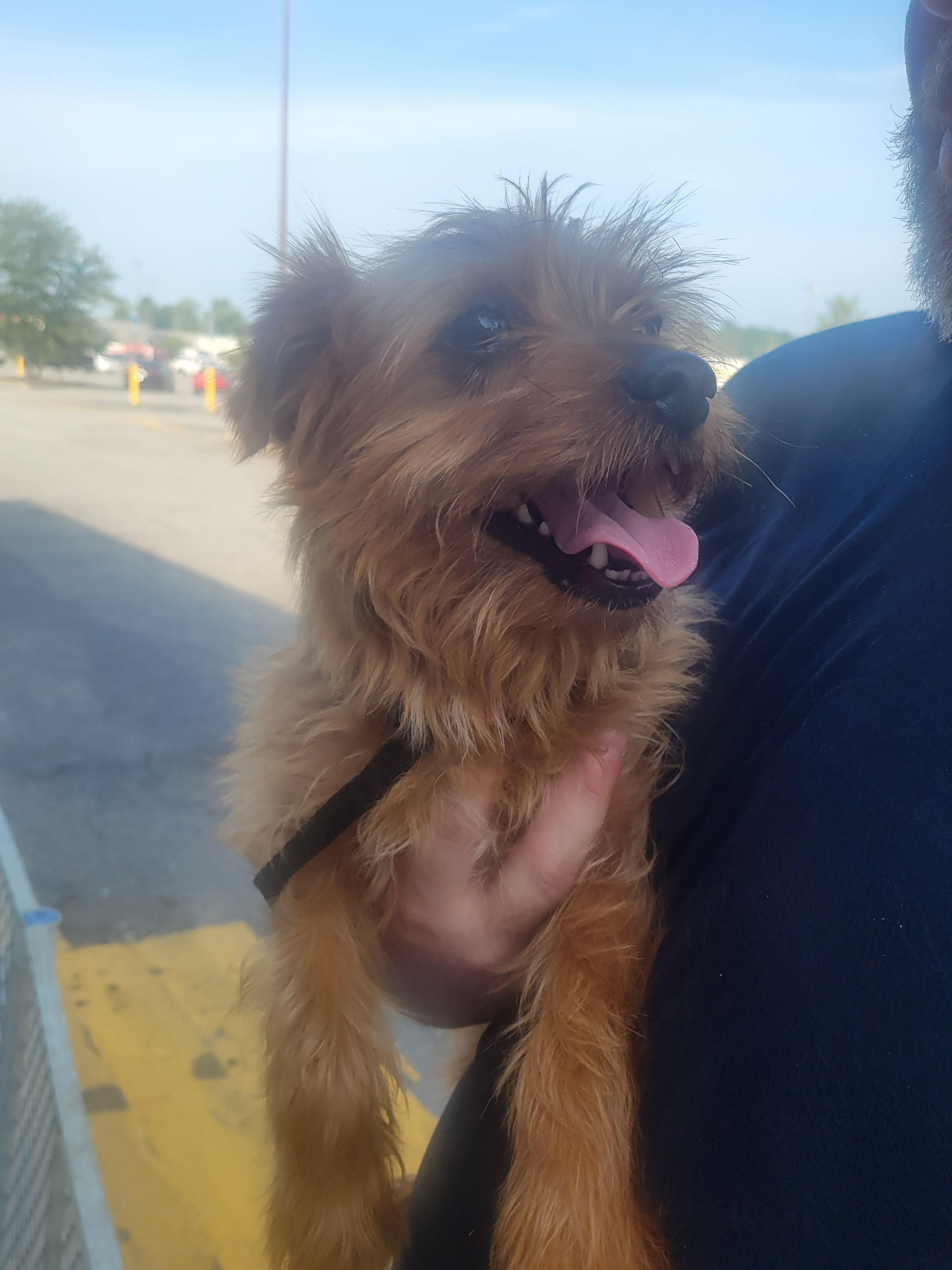 Royce, a ADOPTABLE mixed breed in Rocky Mount, NC image 2/3