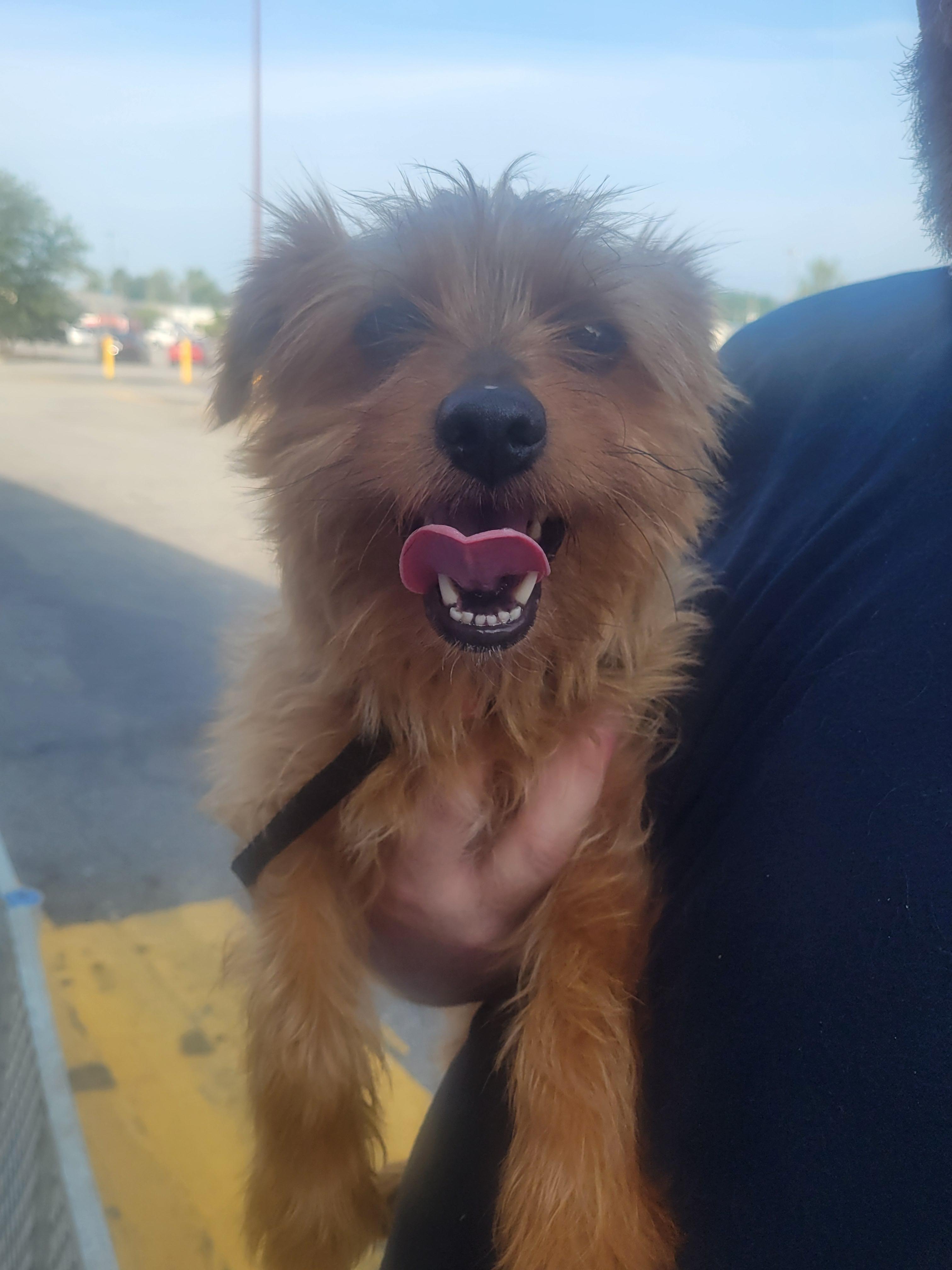 Royce, a ADOPTABLE mixed breed in Rocky Mount, NC image 3/3