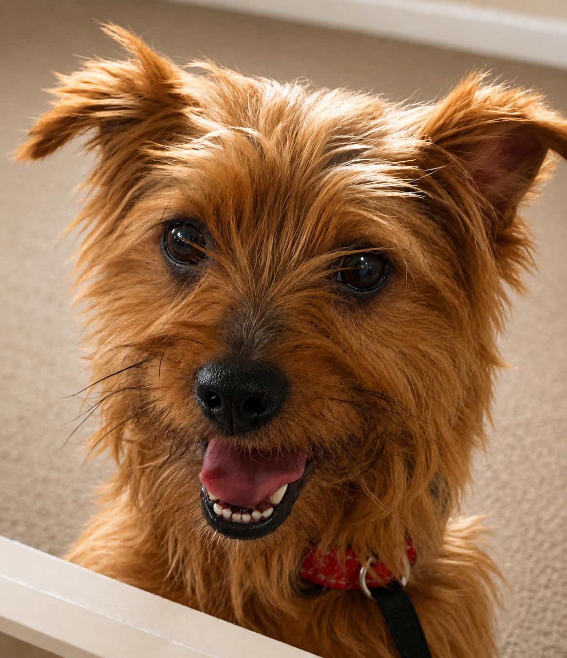 Royce, ADOPTABLE, Adult Male Yorkshire Terrier.