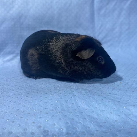 Enlarge Dom, a Adoptable Rat in Winston-Salem, NC image 1/1