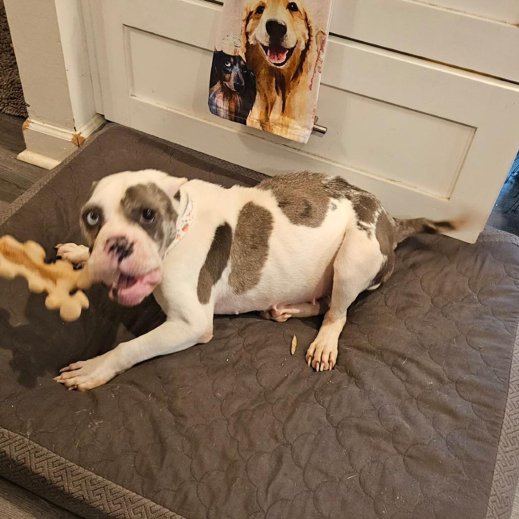 Enlarge Reece Wigglespoon, a Adoptable English Bulldog in Bessemer, AL image 1/6