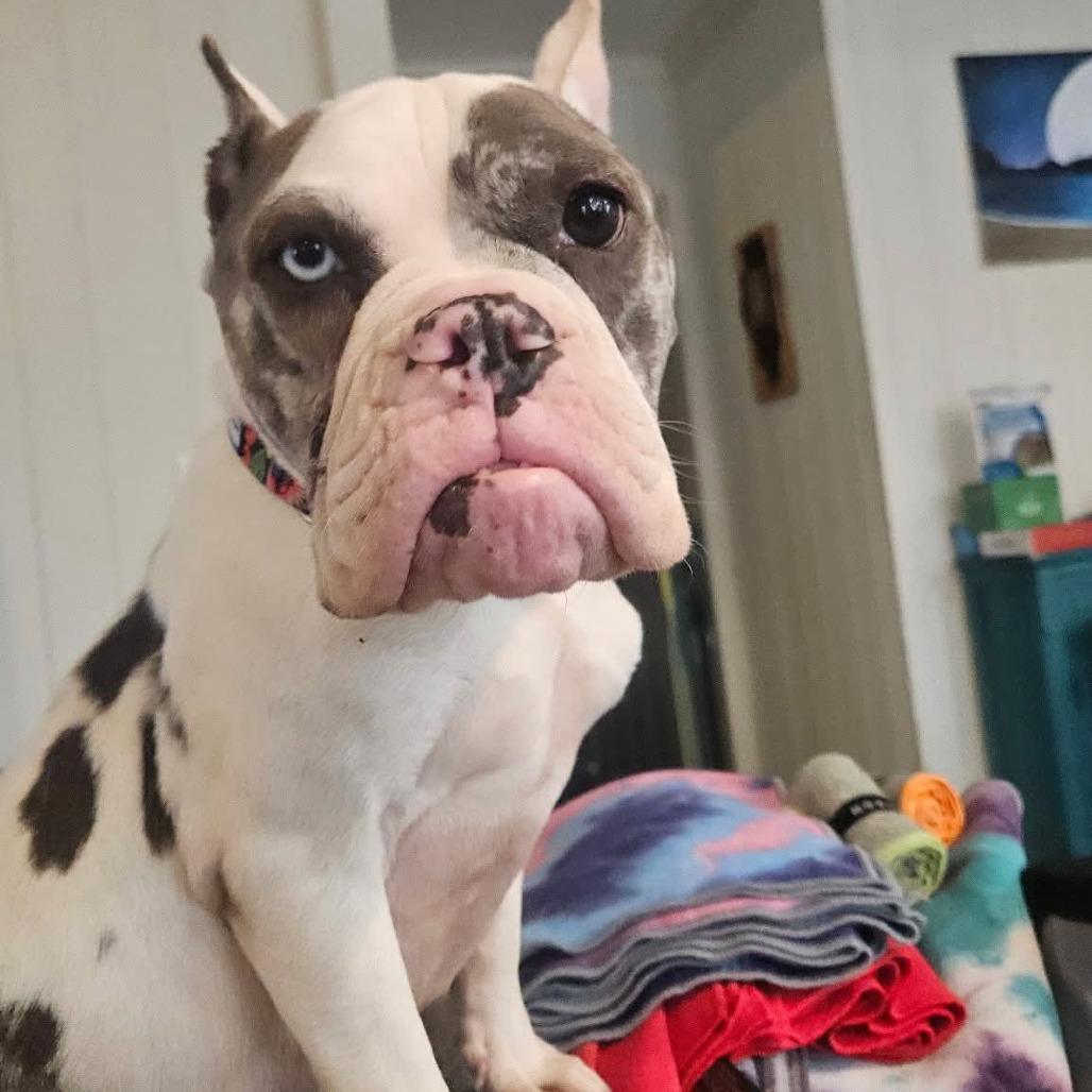 Enlarge Reece Wigglespoon, a Adoptable English Bulldog in Bessemer, AL image 2/6