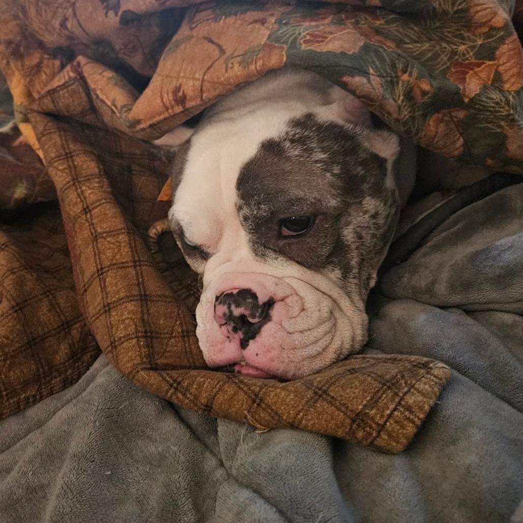 Enlarge Reece Wigglespoon, a Adoptable English Bulldog in Bessemer, AL image 3/6