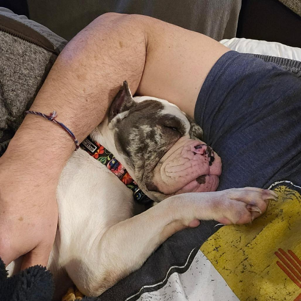 Enlarge Reece Wigglespoon, a Adoptable English Bulldog in Bessemer, AL image 4/6