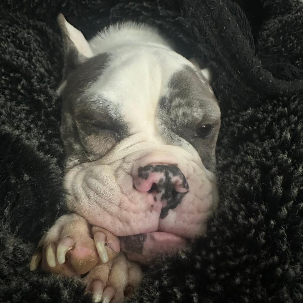 Enlarge Reece Wigglespoon, a Adoptable English Bulldog in Bessemer, AL image 6/6