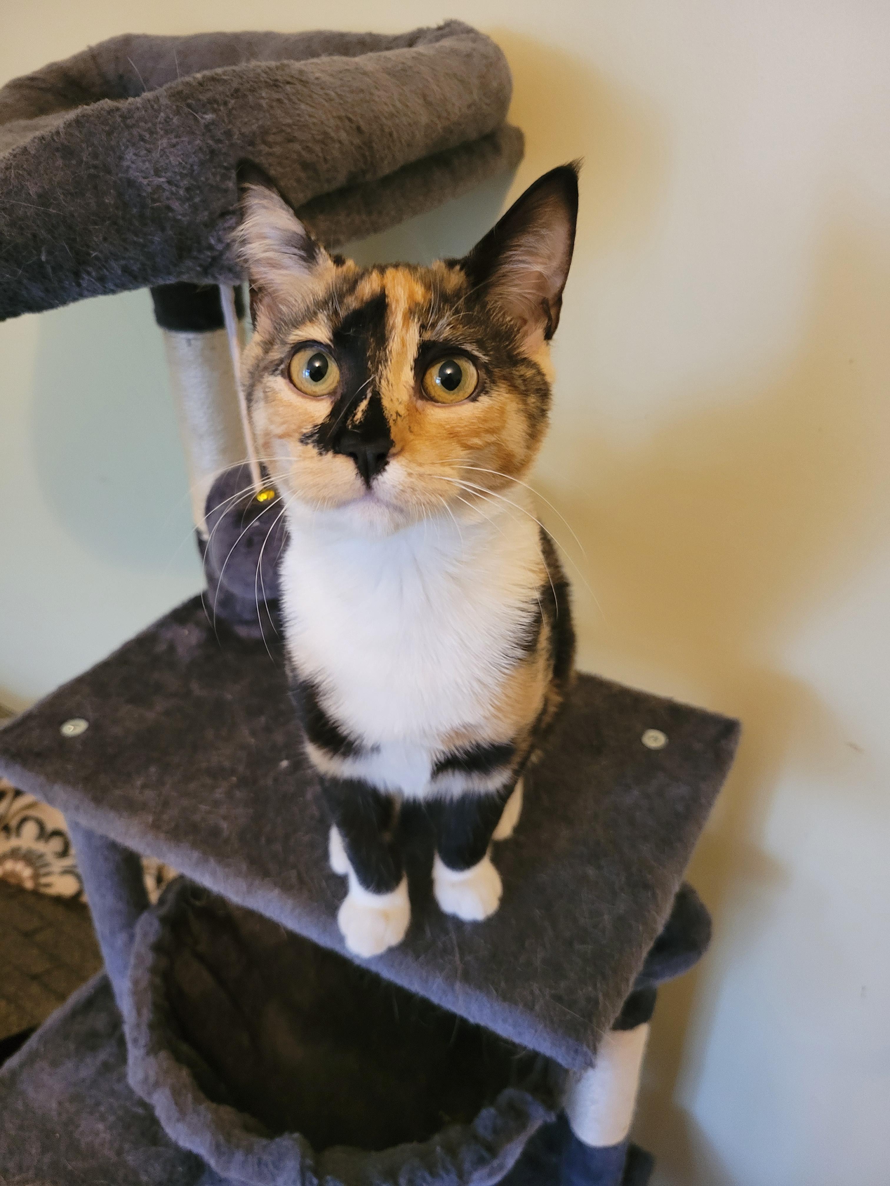 Enlarge Purrsephone , a ADOPTABLE Domestic Short Hair in Vancouver, BC image 2/2