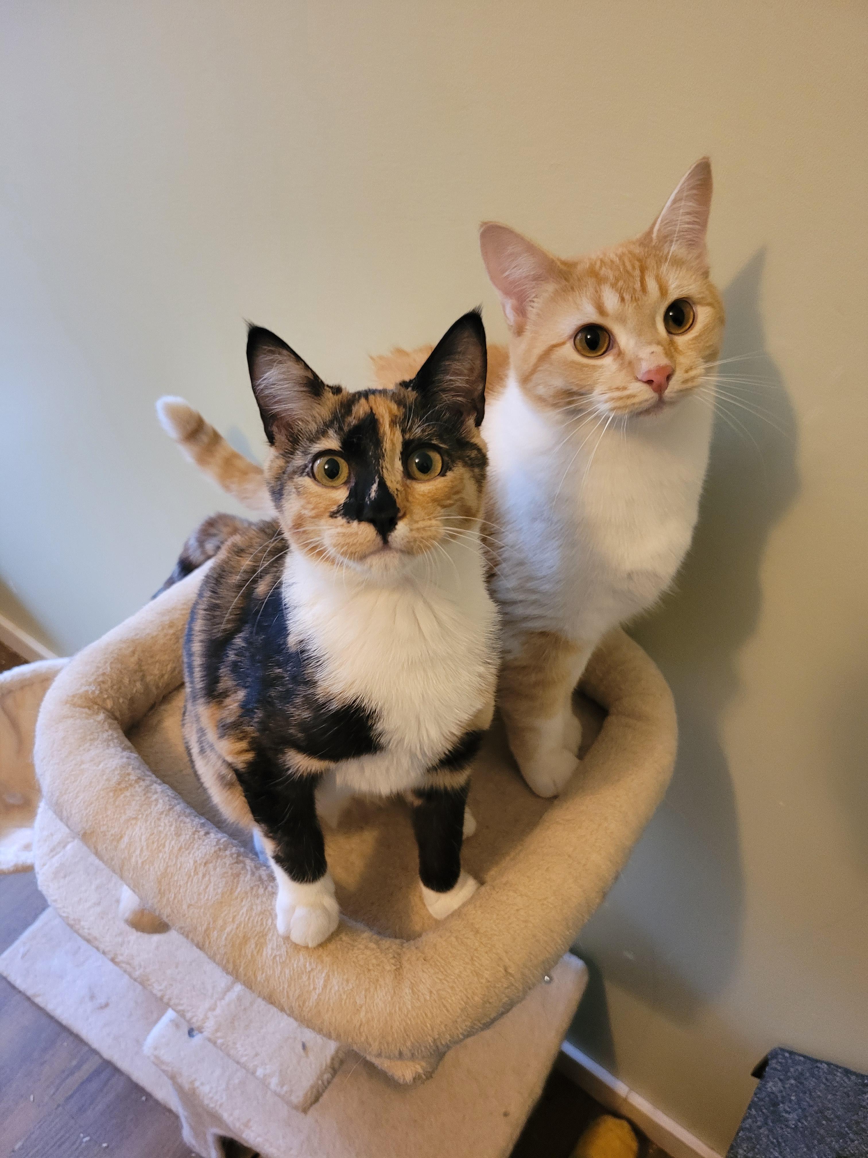 Enlarge Purrsephone , a ADOPTABLE Domestic Short Hair in Vancouver, BC image 1/2