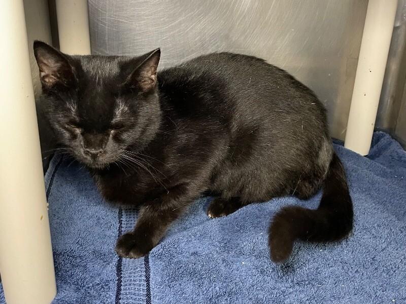 Enlarge Flynn, a Adoptable Domestic Short Hair in Roanoke, VA image 2/2