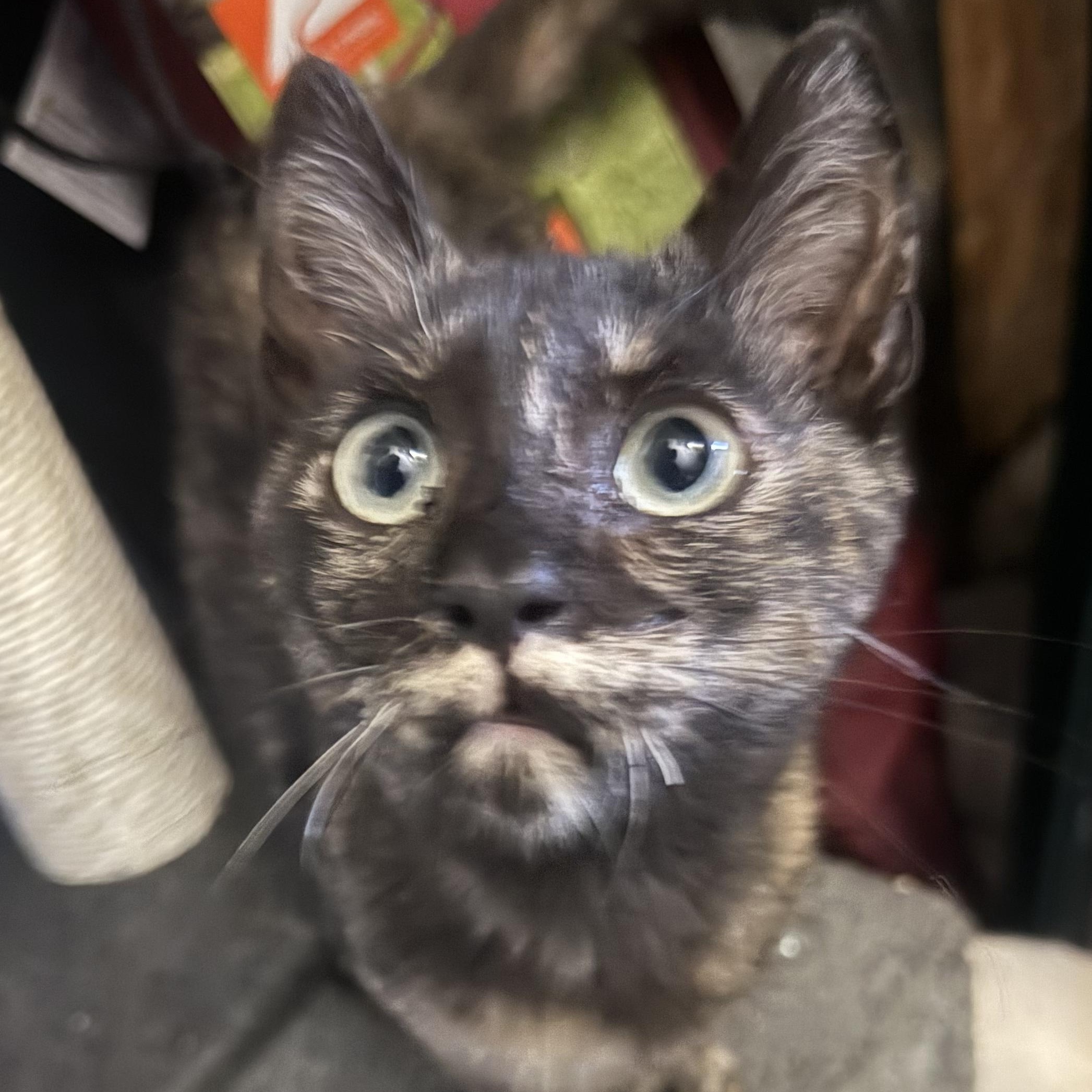 Enlarge Misty, an adopted mixed breed in Pasadena, CA image 2/3