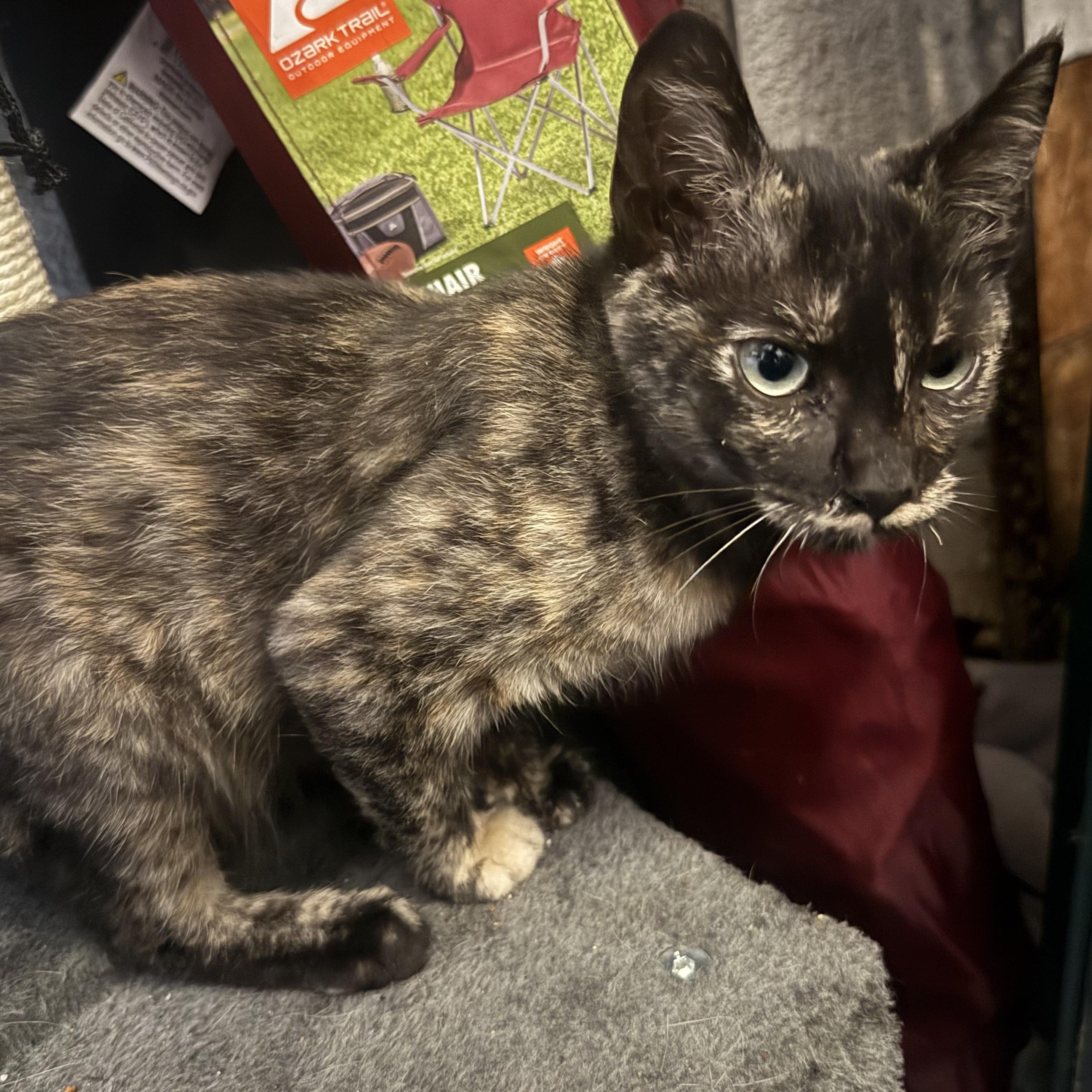 Enlarge Misty, an adopted mixed breed in Pasadena, CA image 3/3