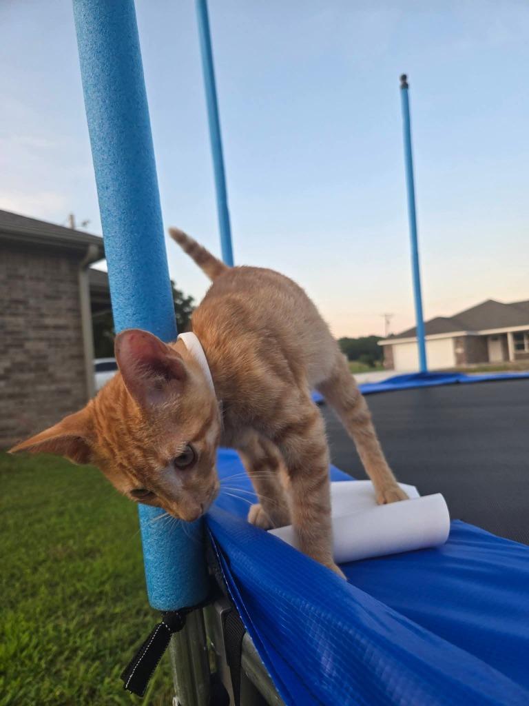 Soda Pop, Adoptable, Kitten Male Domestic Short Hair.