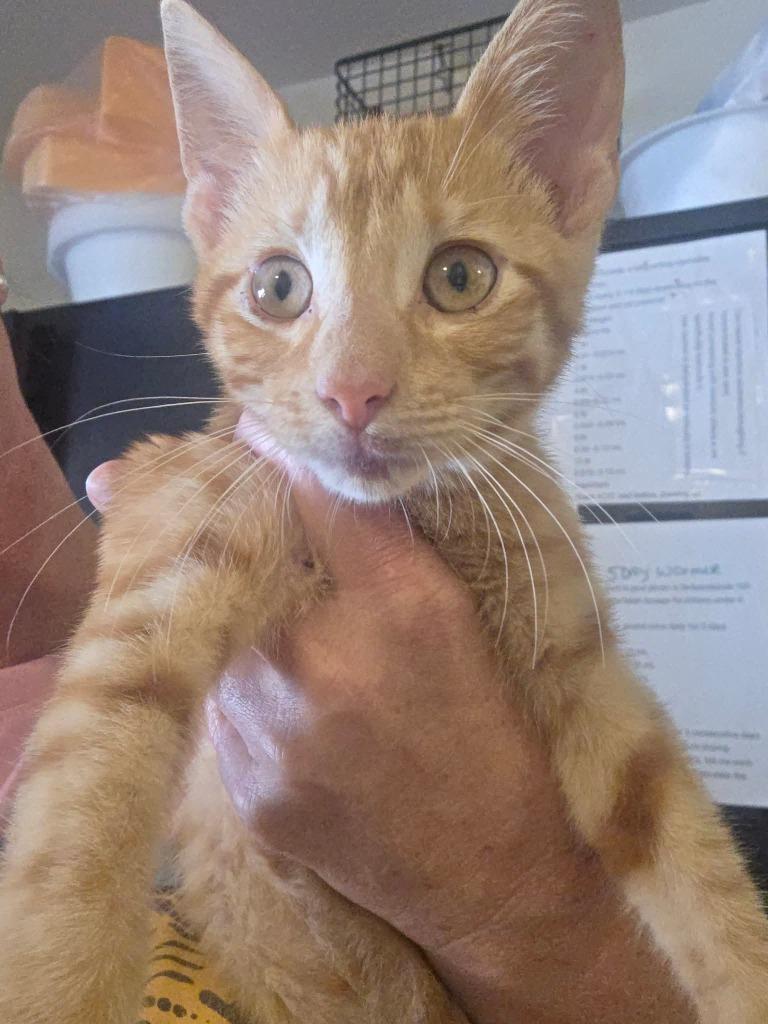 Soda Pop, a Adoptable mixed breed in Miami, OK image 2/4