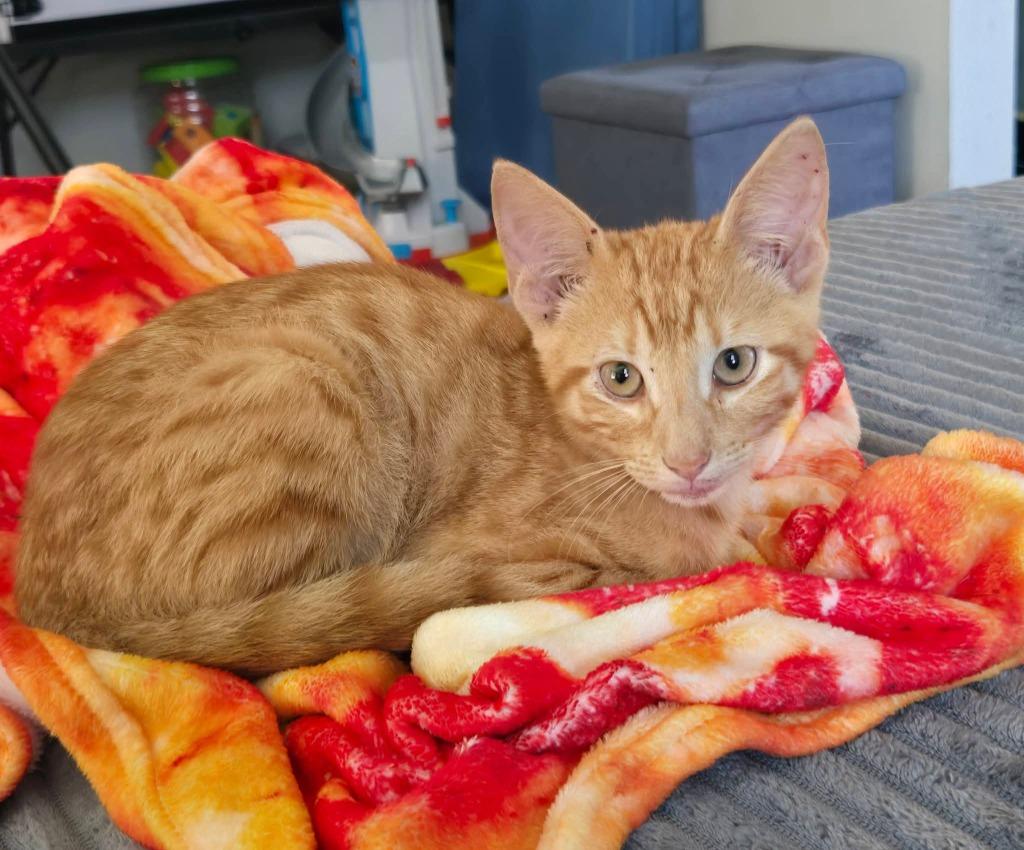Soda Pop, a Adoptable mixed breed in Miami, OK image 3/4