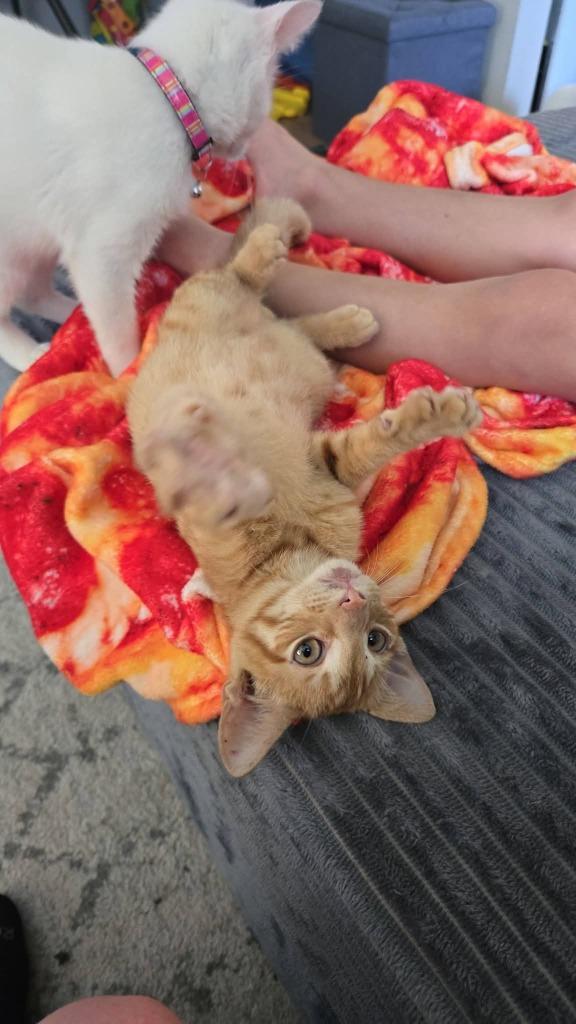 Soda Pop, a Adoptable mixed breed in Miami, OK image 4/4
