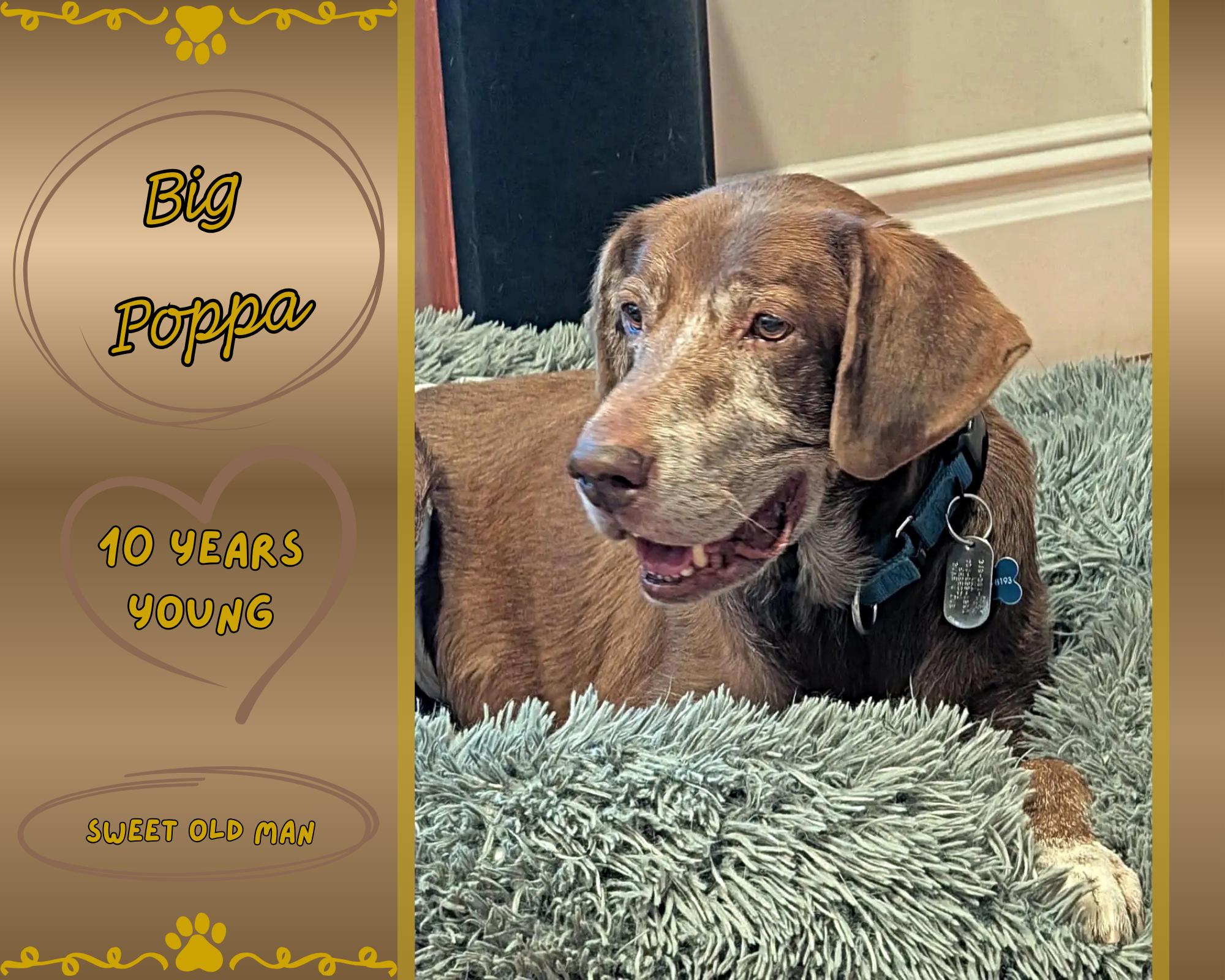 Enlarge Big Poppa, an adopted mixed breed in Newport, RI image 1/3