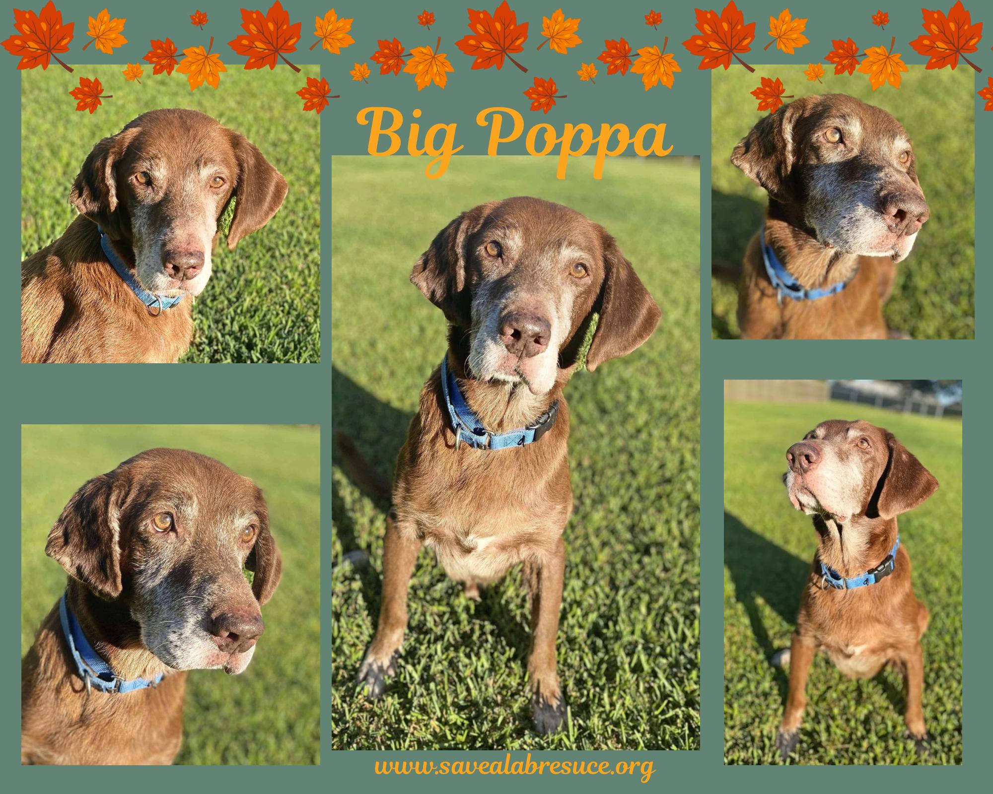 Enlarge Big Poppa, a Adoptable mixed breed in Newport, RI image 1/1