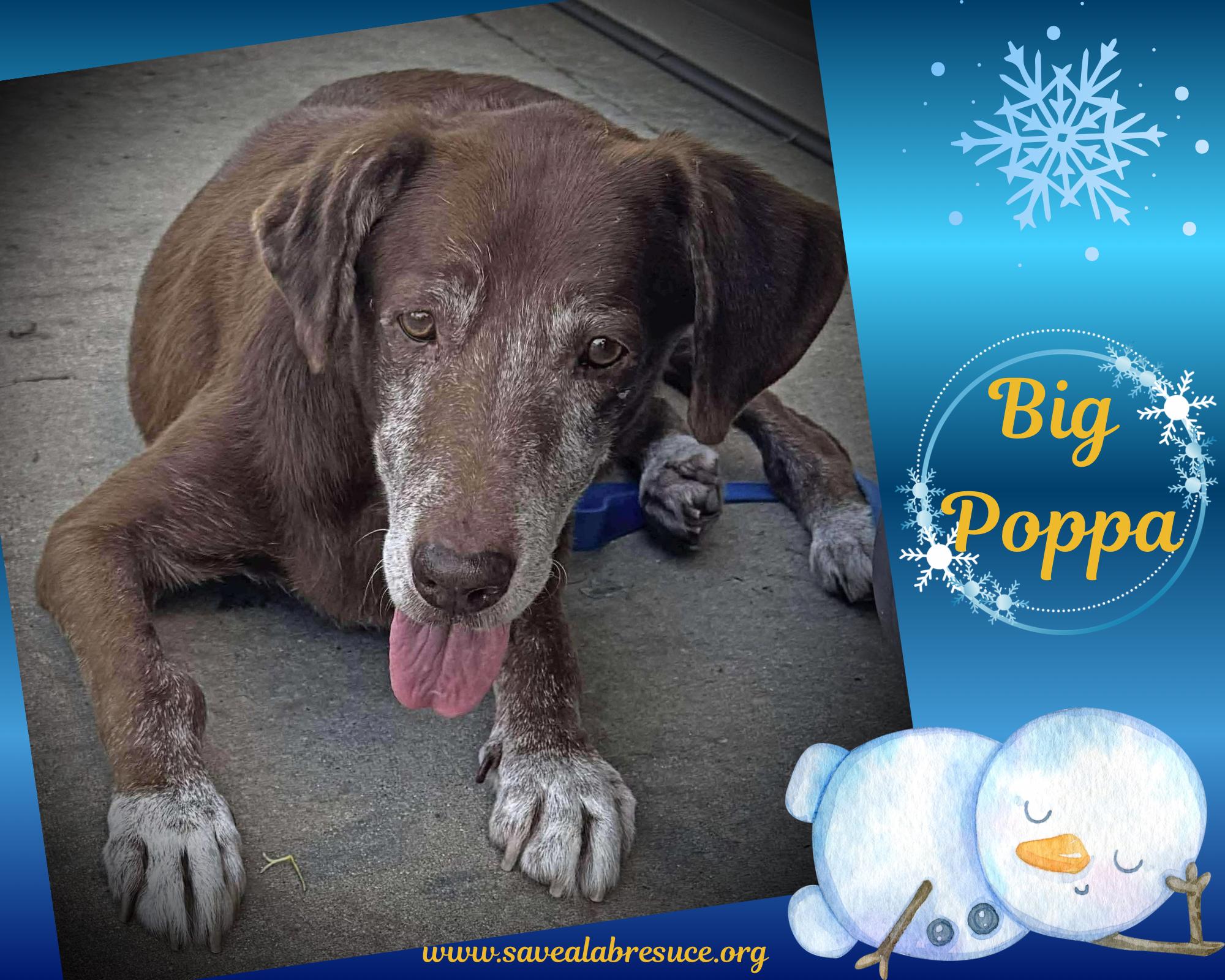 Big Poppa, Adoptable, Senior Male Labrador Retriever & Chocolate Labrador Retriever.