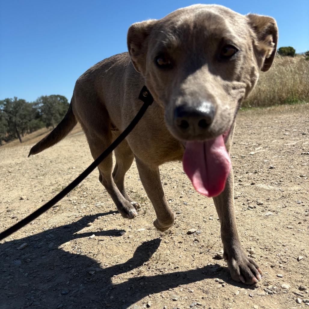 Nova, Adoptable, Adult Female Mixed Breed & Mixed Breed.