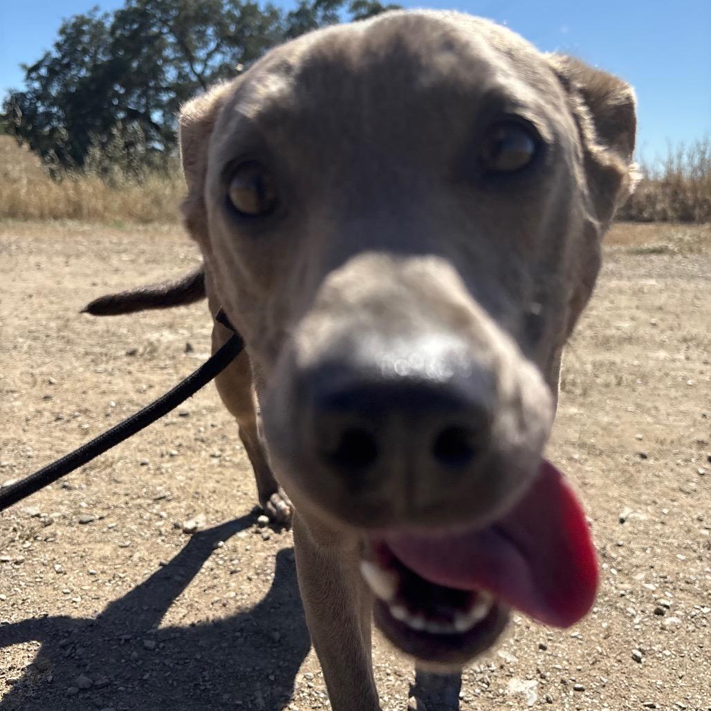 Enlarge Nova, a Adoptable mixed breed in Ione, CA image 2/5