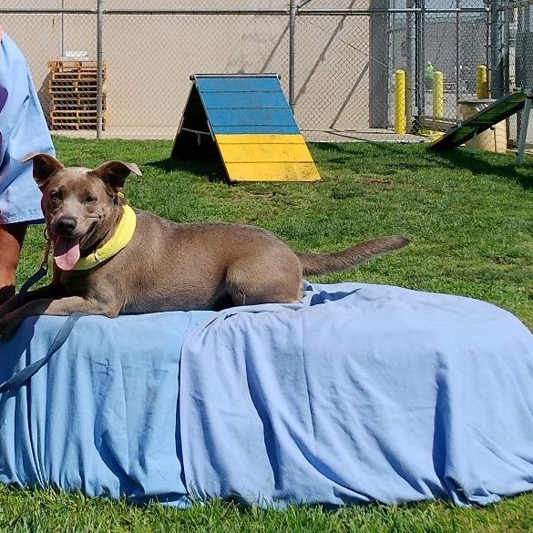 Enlarge Nova, a Adoptable mixed breed in Ione, CA image 3/5