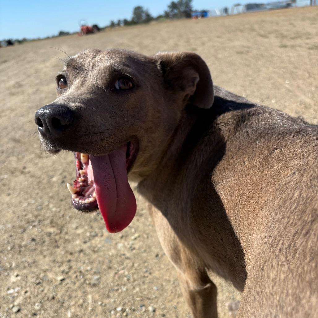 Nova, a Adoptable mixed breed in Ione, CA image 2/3